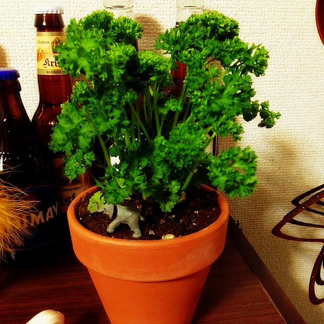 kojiro528さんの実例写真