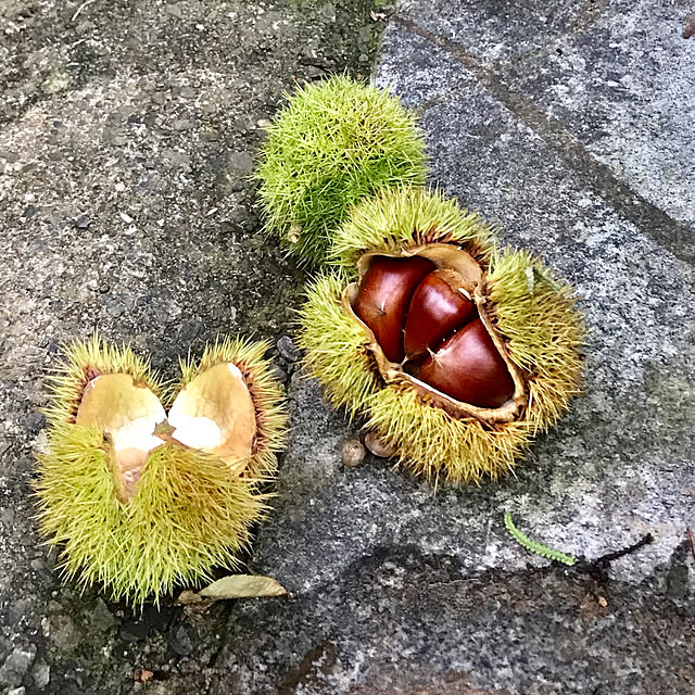 sakurasakuさんの実例写真
