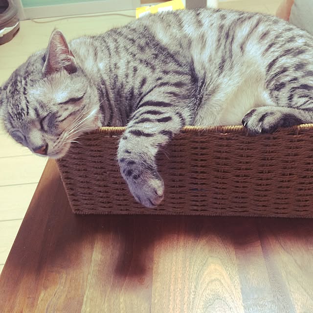 shienaさんの実例写真