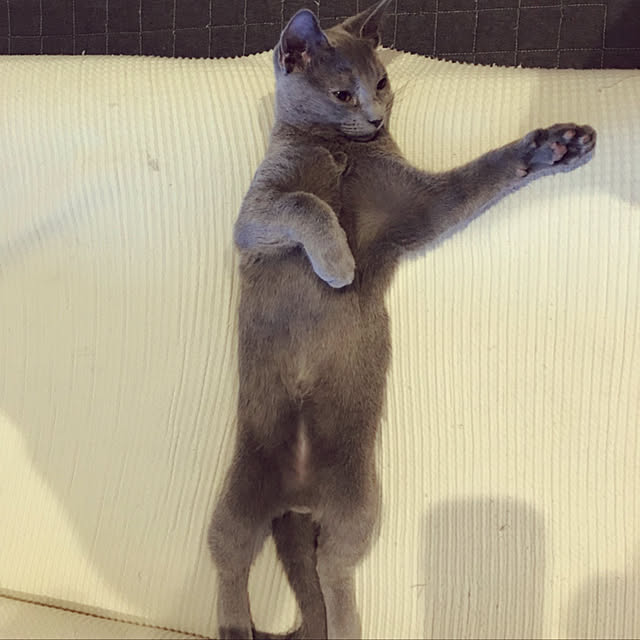 niko-25さんの実例写真
