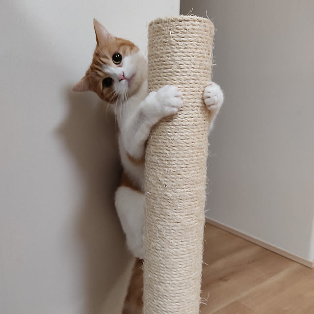 Coney_Island_NYさんの実例写真