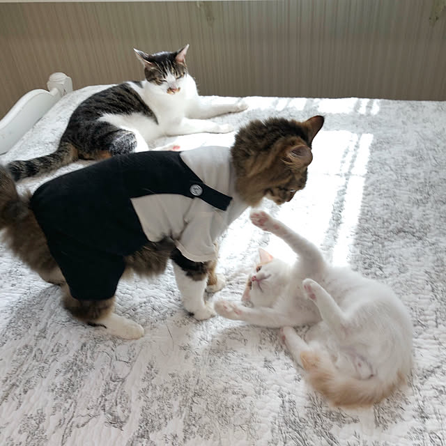 yuchiさんの実例写真