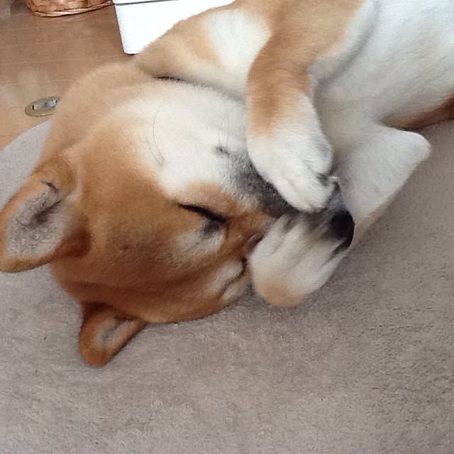 kotaさんの実例写真