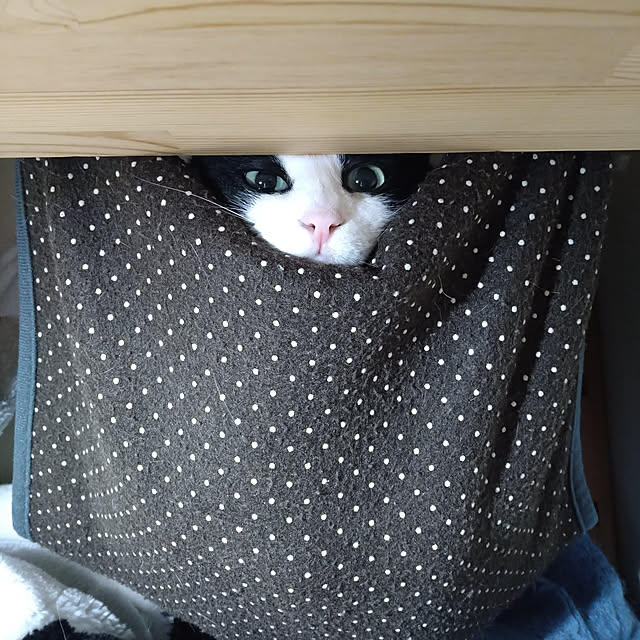 koromaroさんの実例写真