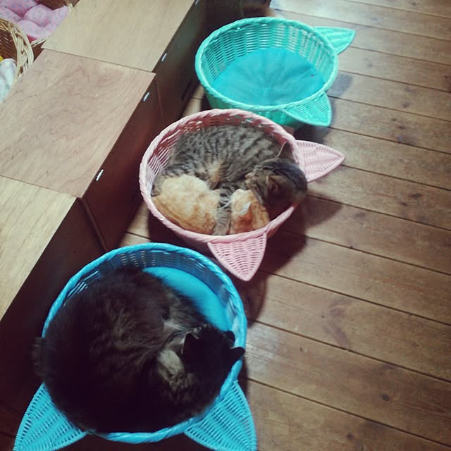 Maki-nekomamireさんの実例写真