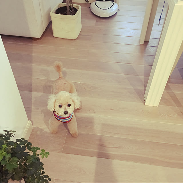 MAKARONさんの実例写真