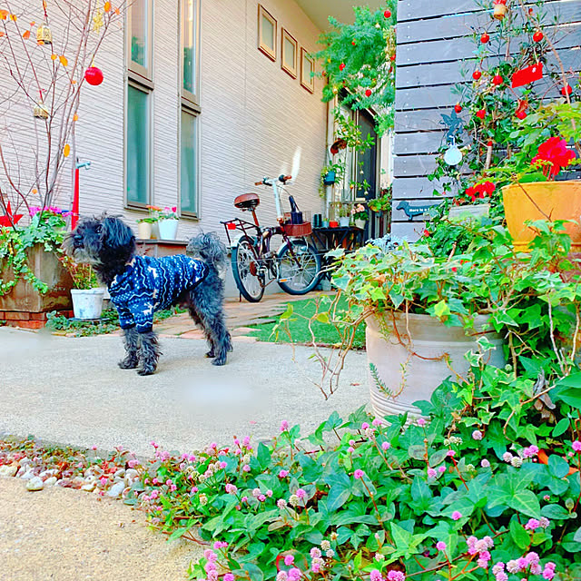 risaさんの実例写真