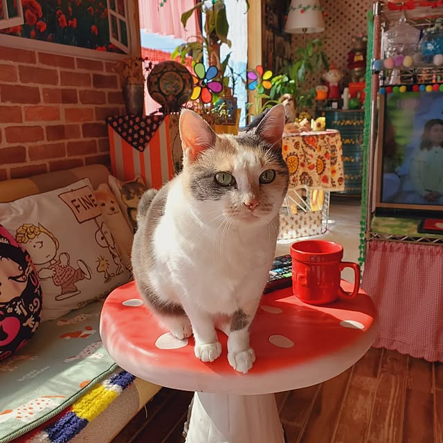 kumutanさんの実例写真
