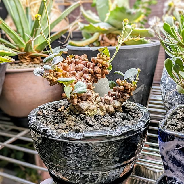 ot-gardenさんの部屋