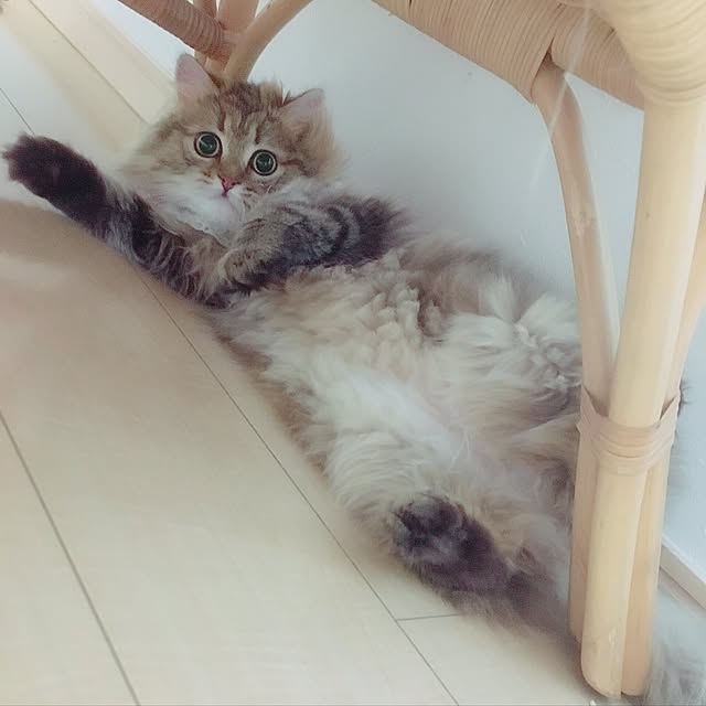実例写真