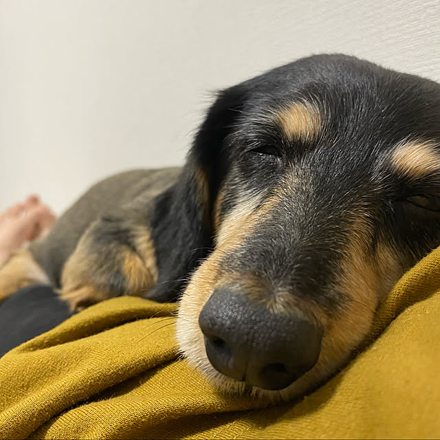 ohanaさんの実例写真