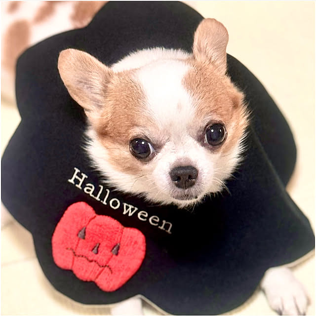 cocoさんの実例写真