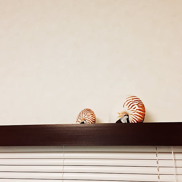 rinkさんの実例写真