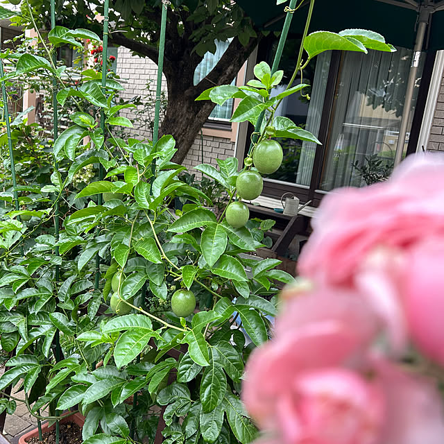 botanさんの部屋