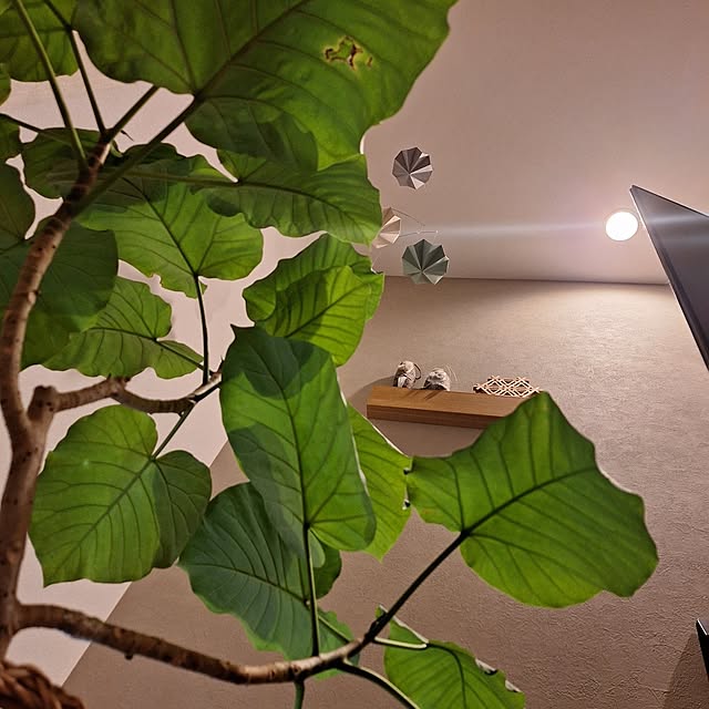 otokiさんの実例写真