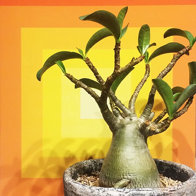 NK67さんの実例写真