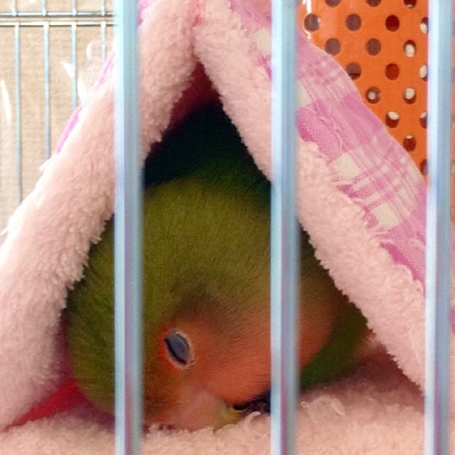 madokaさんの実例写真
