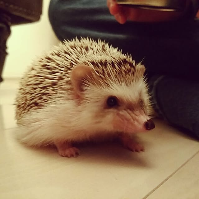 kuruさんの実例写真