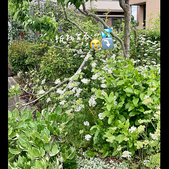 Alohaさんの実例写真