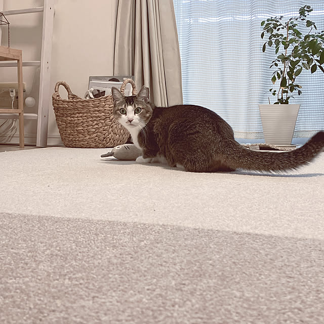 nekomiさんの部屋