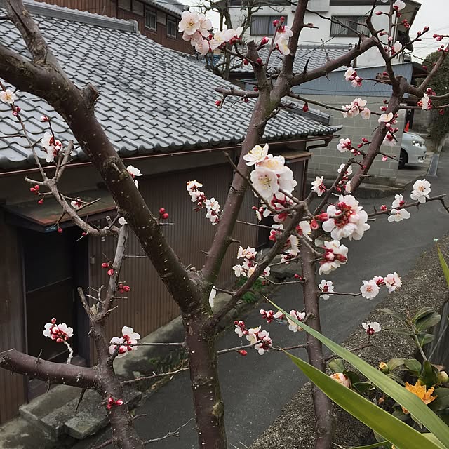 moririnさんの実例写真