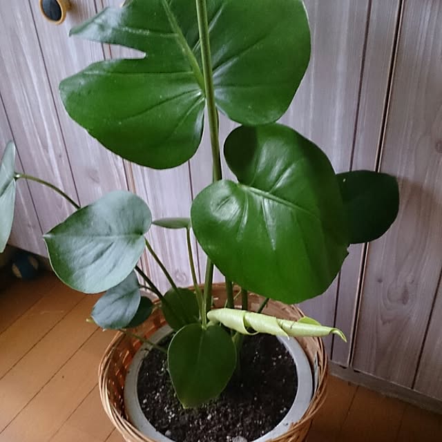 miporin0711さんの実例写真