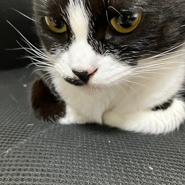 nekoさんの実例写真