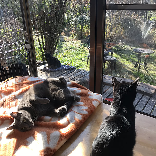 miseiさんの実例写真