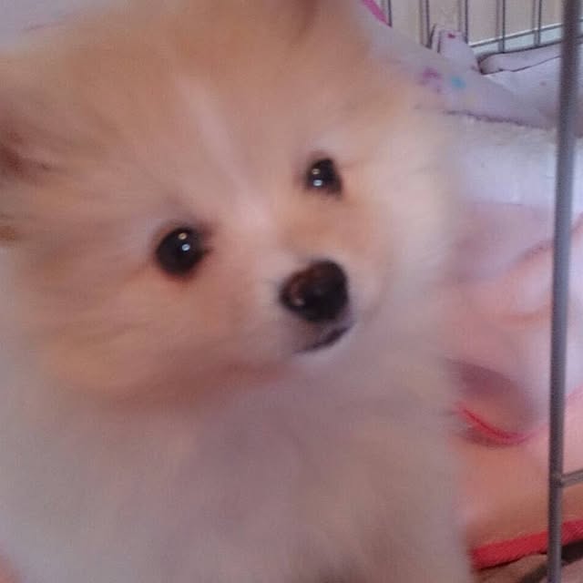 youhiromamasakoさんの実例写真