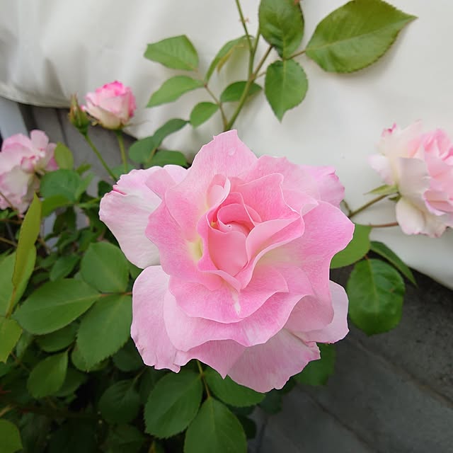 fleur-mamanさんの部屋