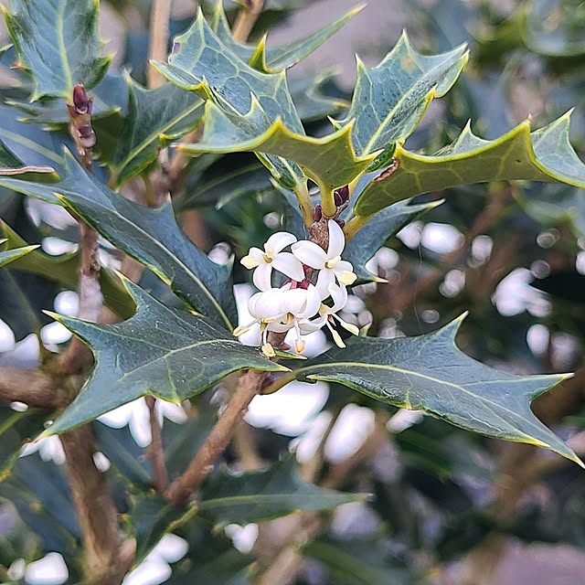 Rubiconさんの実例写真