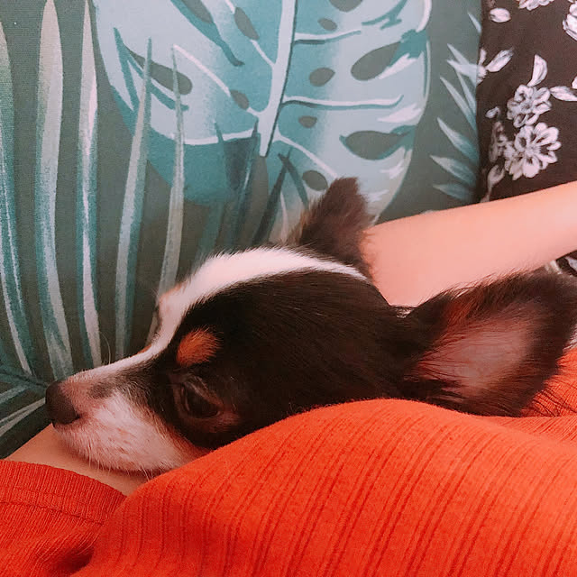 missさんの実例写真