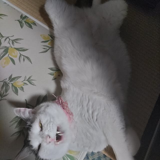 yuuさんの実例写真