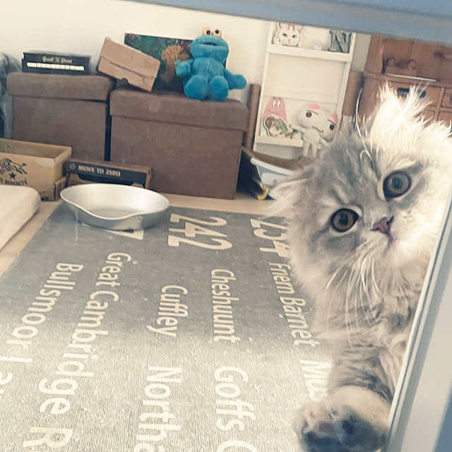 yuuchoさんの実例写真