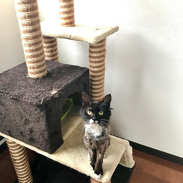 butachanさんの実例写真
