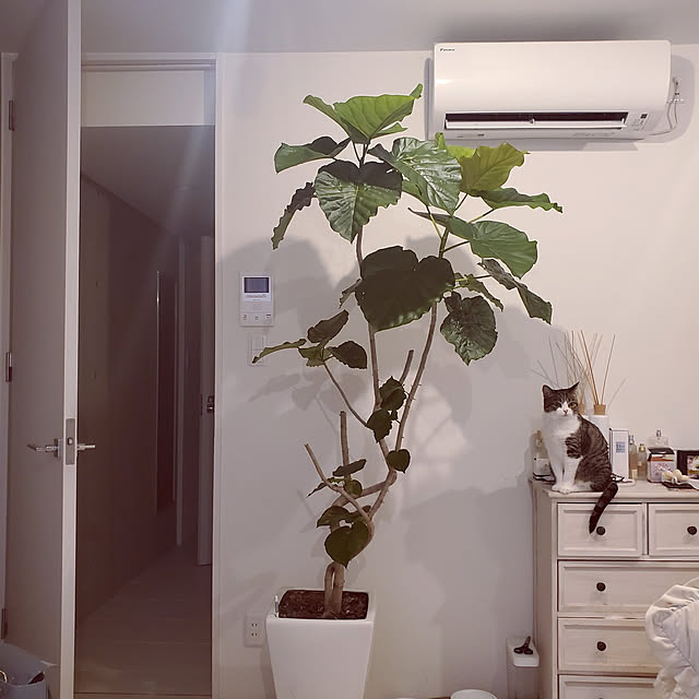 部屋全体のインテリア実例 - 2022-08-07 05:44:27