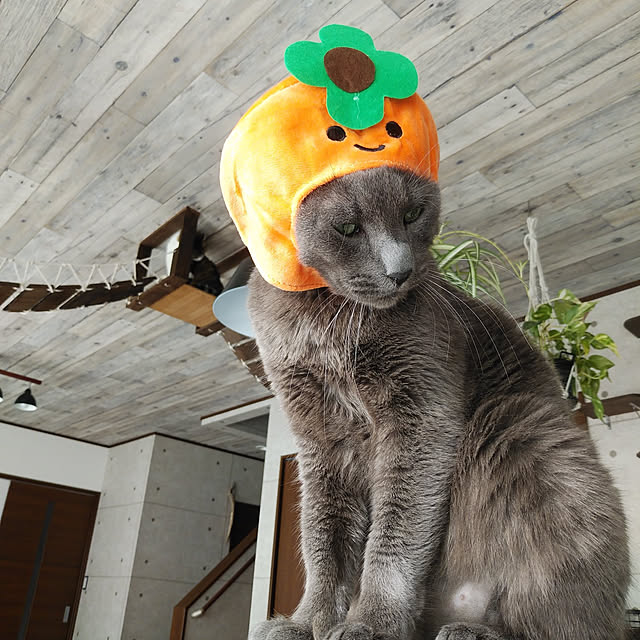 annさんの実例写真