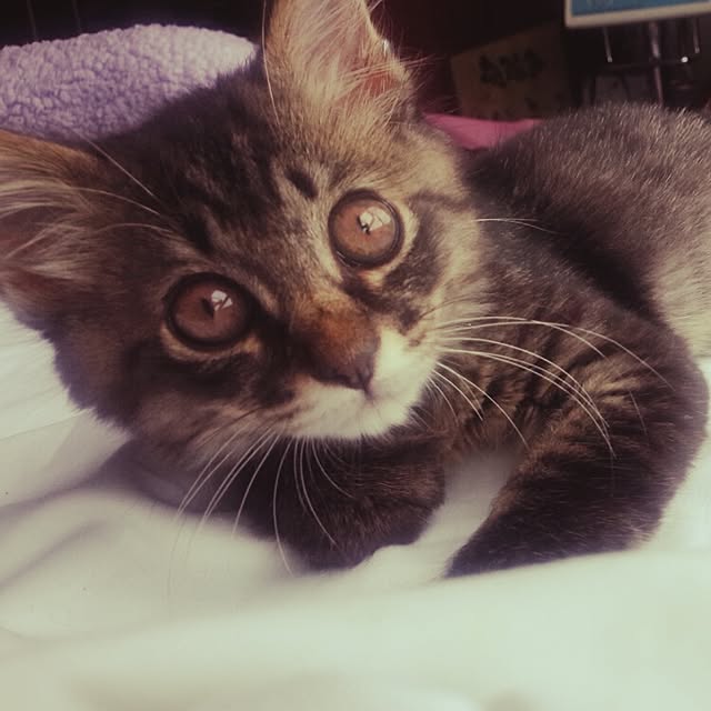 puku.さんの実例写真