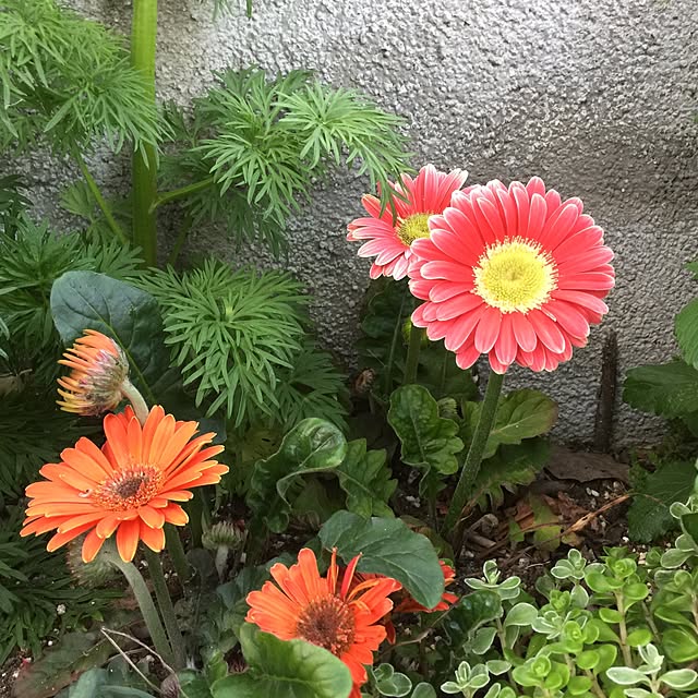 実例写真