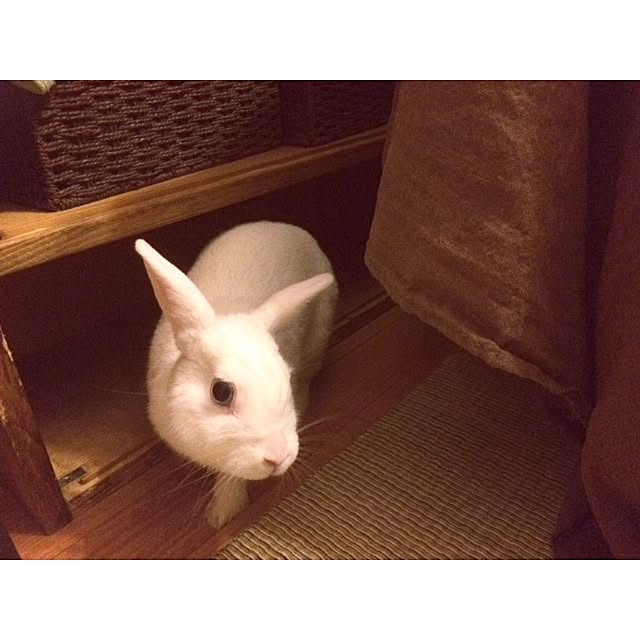 shiremono07gさんの実例写真
