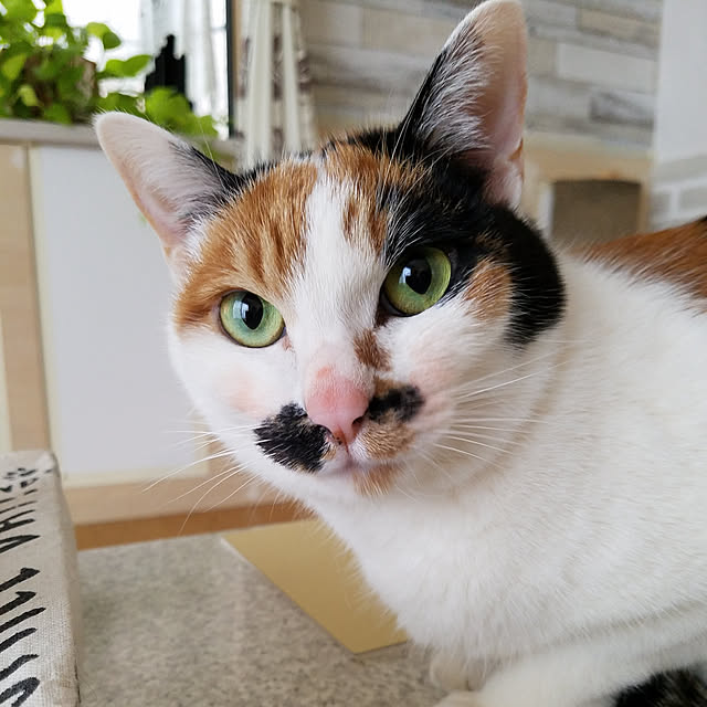 実例写真