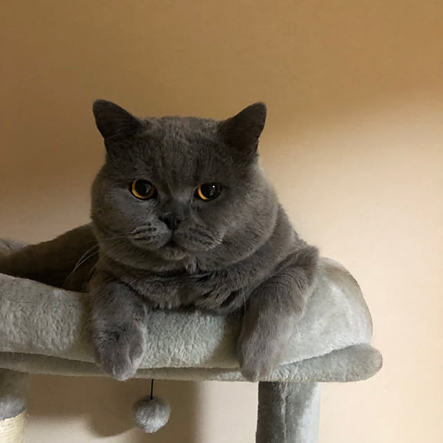 GUMIMINさんの実例写真