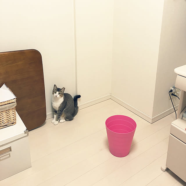 nekomiさんの実例写真