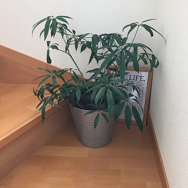 Karlyさんの実例写真