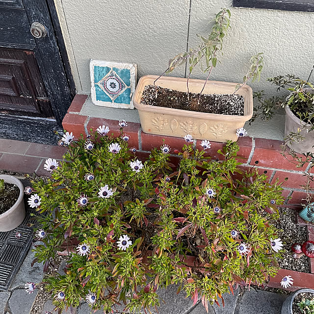 shin0719さんの実例写真