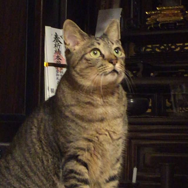 kijitoraさんの実例写真
