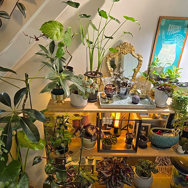 nonbiri_house_さんの部屋