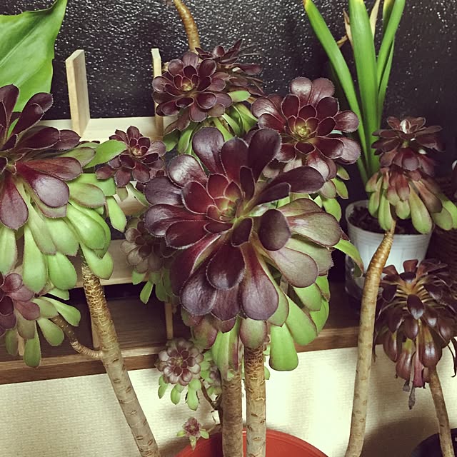 Norikoさんの実例写真