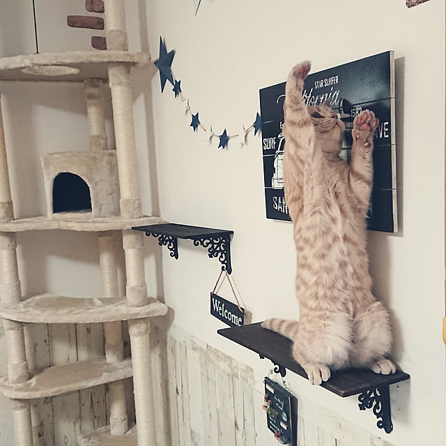 noritamaさんの実例写真