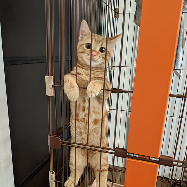 chiiさんの実例写真